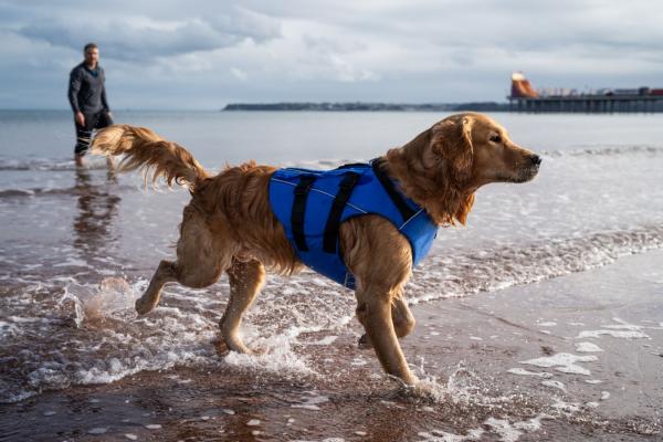 Red Original Dog PFD Auftriebsweste für Hunde Blau