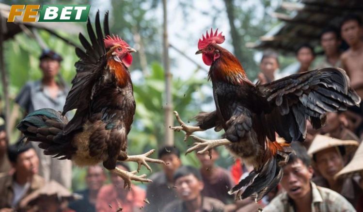 Đá Gà Shamo Tại Febet Nơi Xem Đá Gà Cực Kì Hấp Dẫn Những điều cần biết về Đá Gà Shamo Febet là gì?