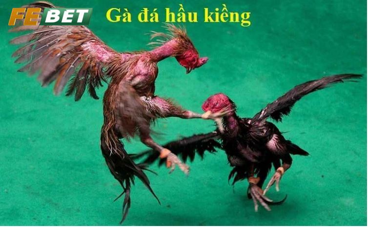 Gà Đá Hầu Kiềng Cổng Game Hấp Dẫn Số 1 Tại Febet Gà Đá Hầu Kiềng là gì?