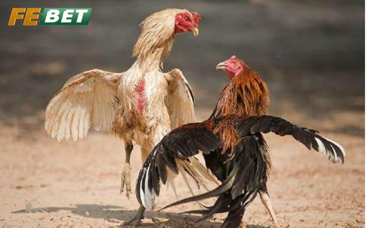 Gà Đá Hầu Kiềng Cổng Game Hấp Dẫn Số 1 Tại Febet Ba loại Gà Đá Hầu Kiềng hot nhất hiện nay